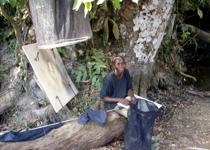 <p> One of the locals helping me to set up a bait trap in Mengoeng. </p>